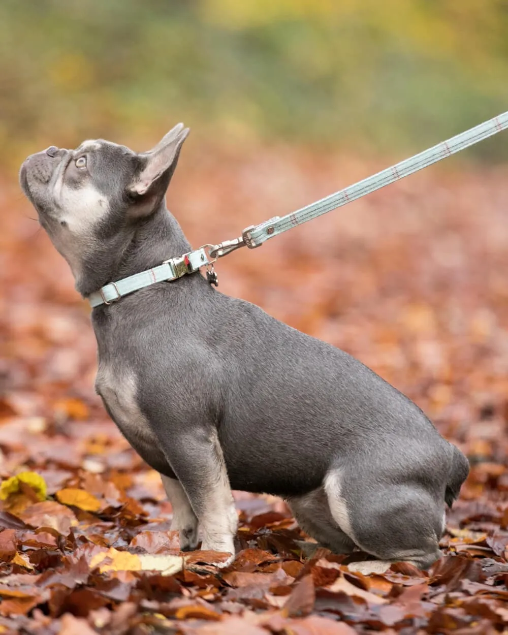 Aqua Checked Tweed Dog Lead