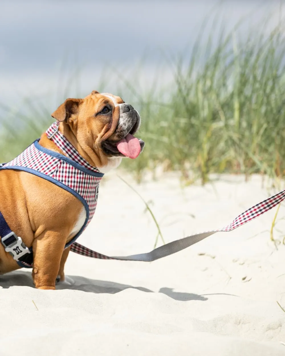 Checkered Navy and Red Fabric Dog Leash