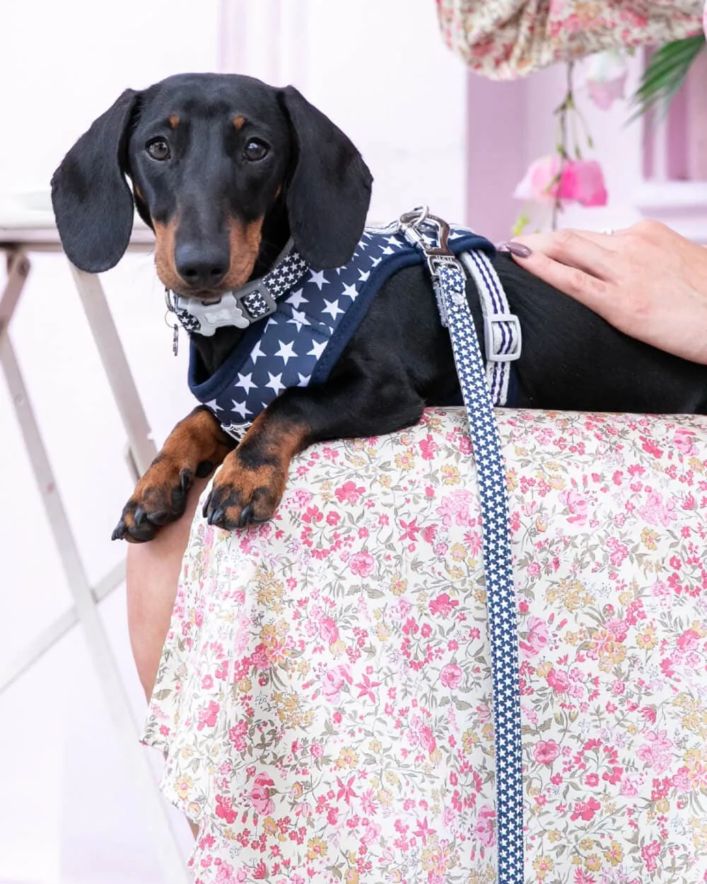 Navy Star Fabric Dog Lead