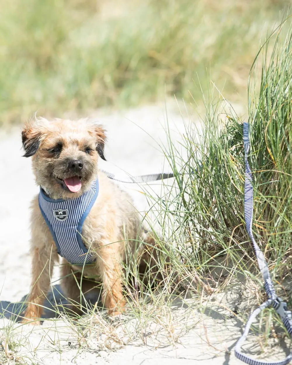 Navy Striped Fabric Dog Lead