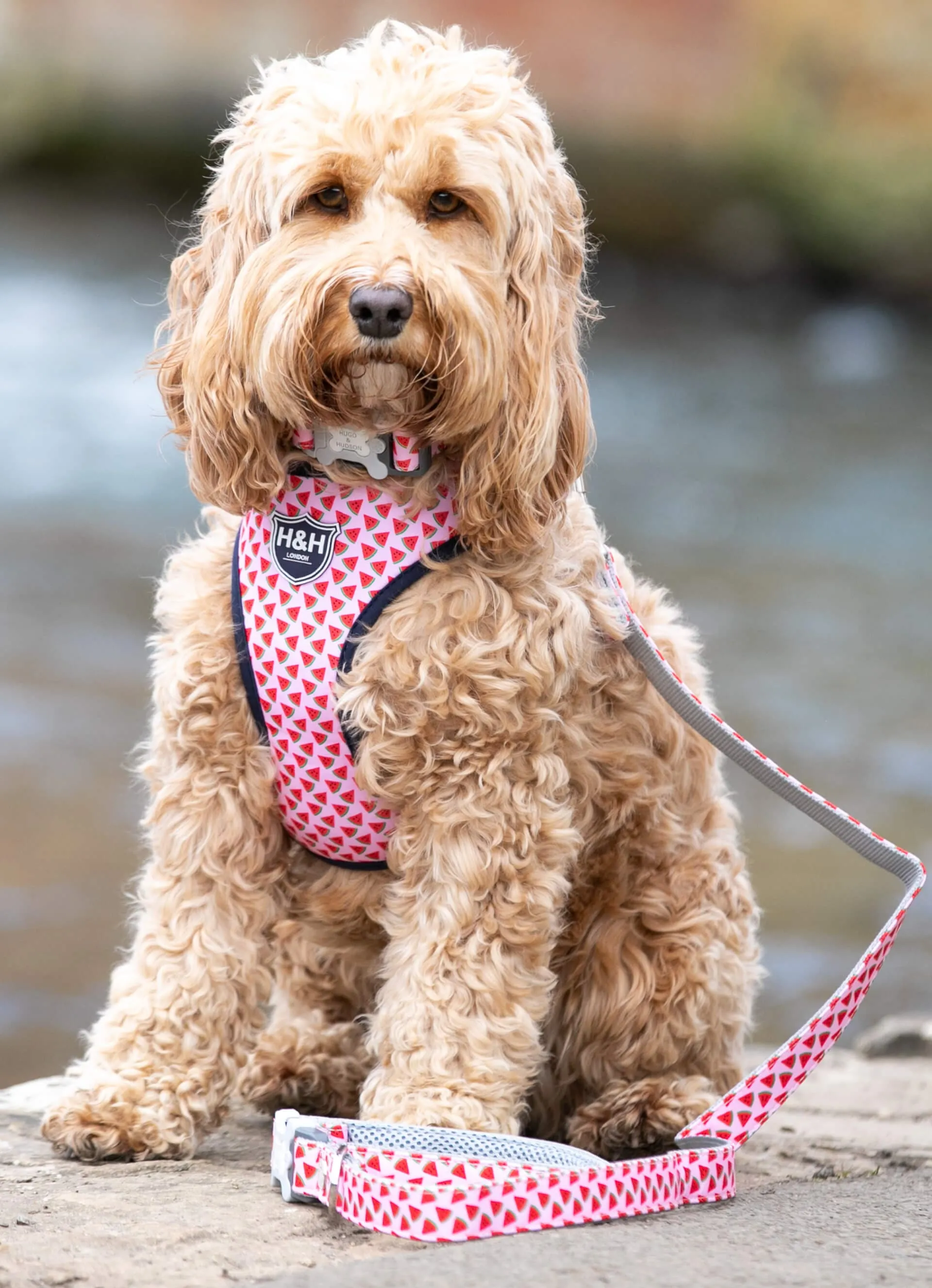 Pink Watermelon Dog Lead