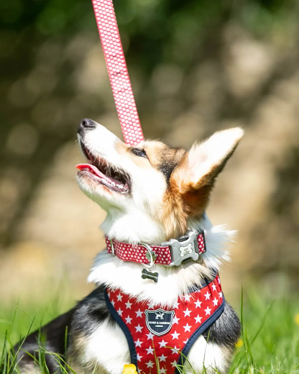 Red Star Fabric Dog Lead