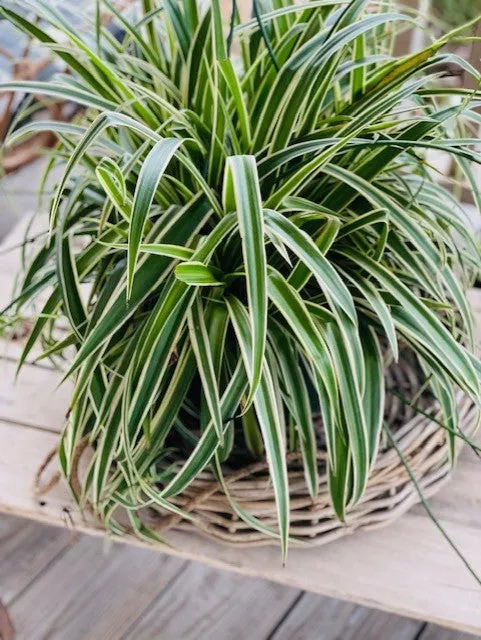 small hanging basket