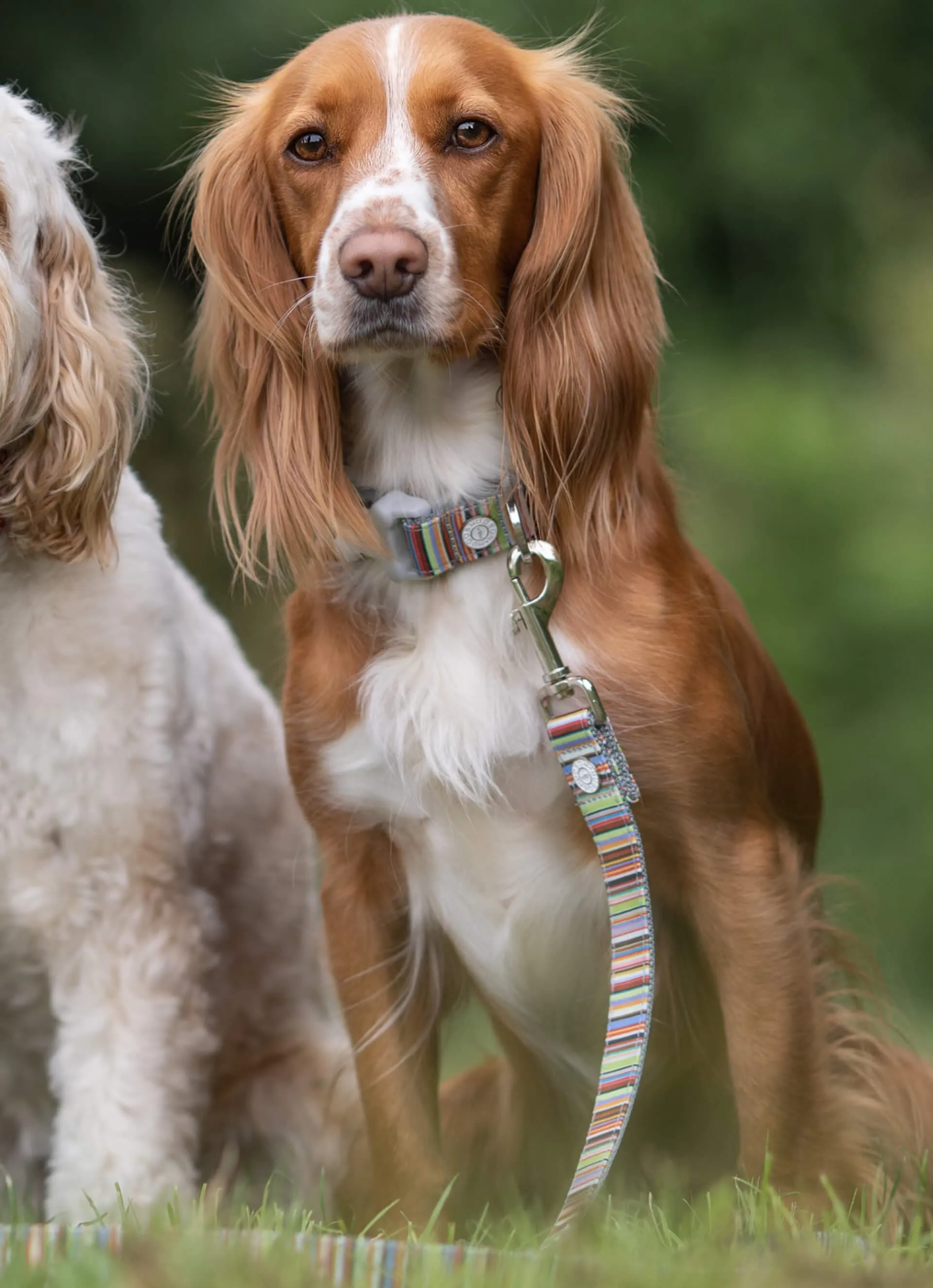 Striped Multi-color Fabric Dog Leash